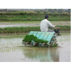 Máy cấy lúa 2ZS-4